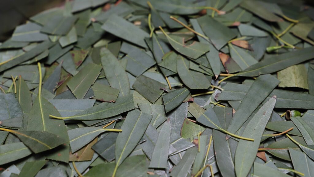 Leaves of the eucalyptus tree, scattered on top of each other
