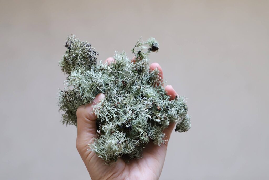 natural dyeing with lichen, dried lichen in hand