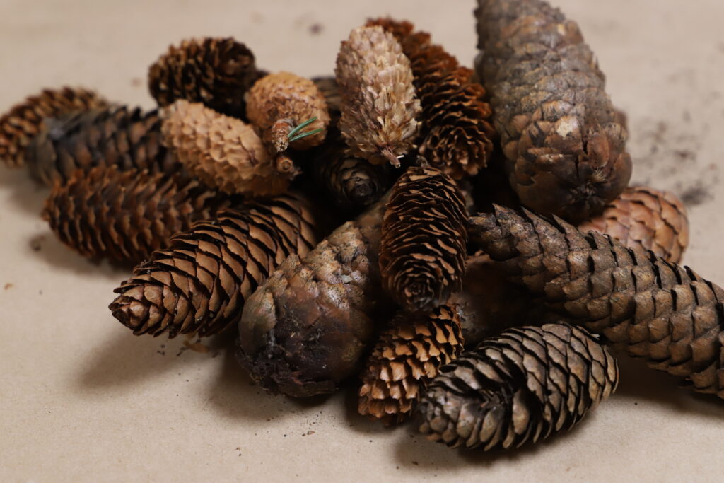 Natural dyeing with spruce cones