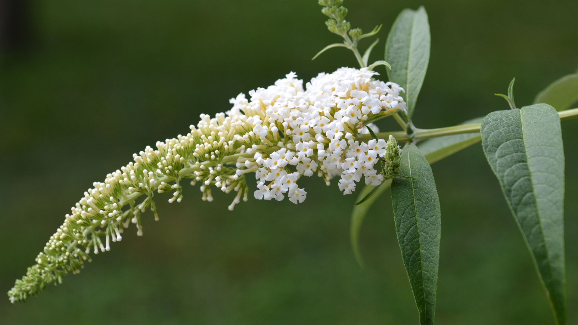 Guide to extracting yellow dye from buddleia