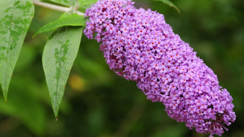 How to use Buddleia for natural dyeing