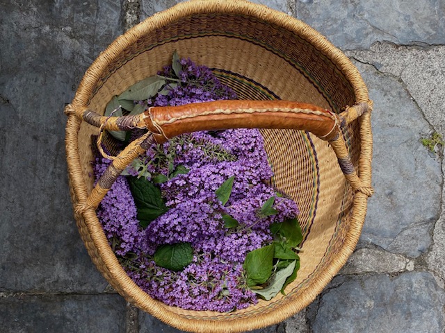 How to use Buddleia for natural dyeing