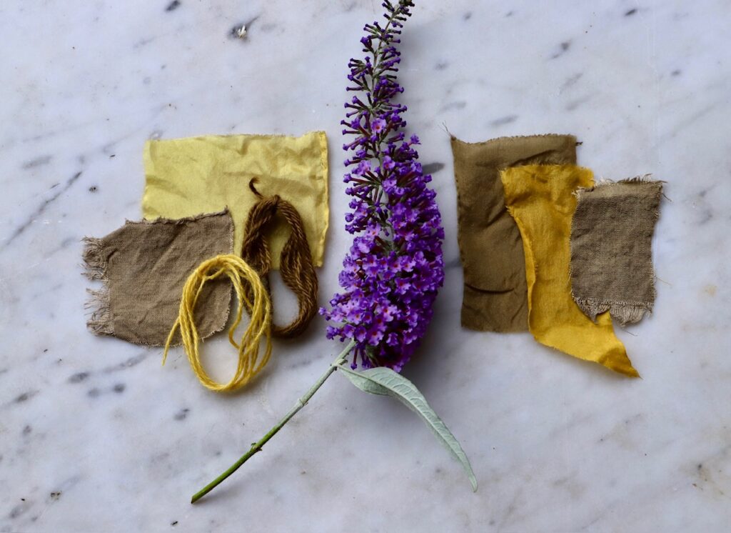 How to use Buddleia for natural dyeing