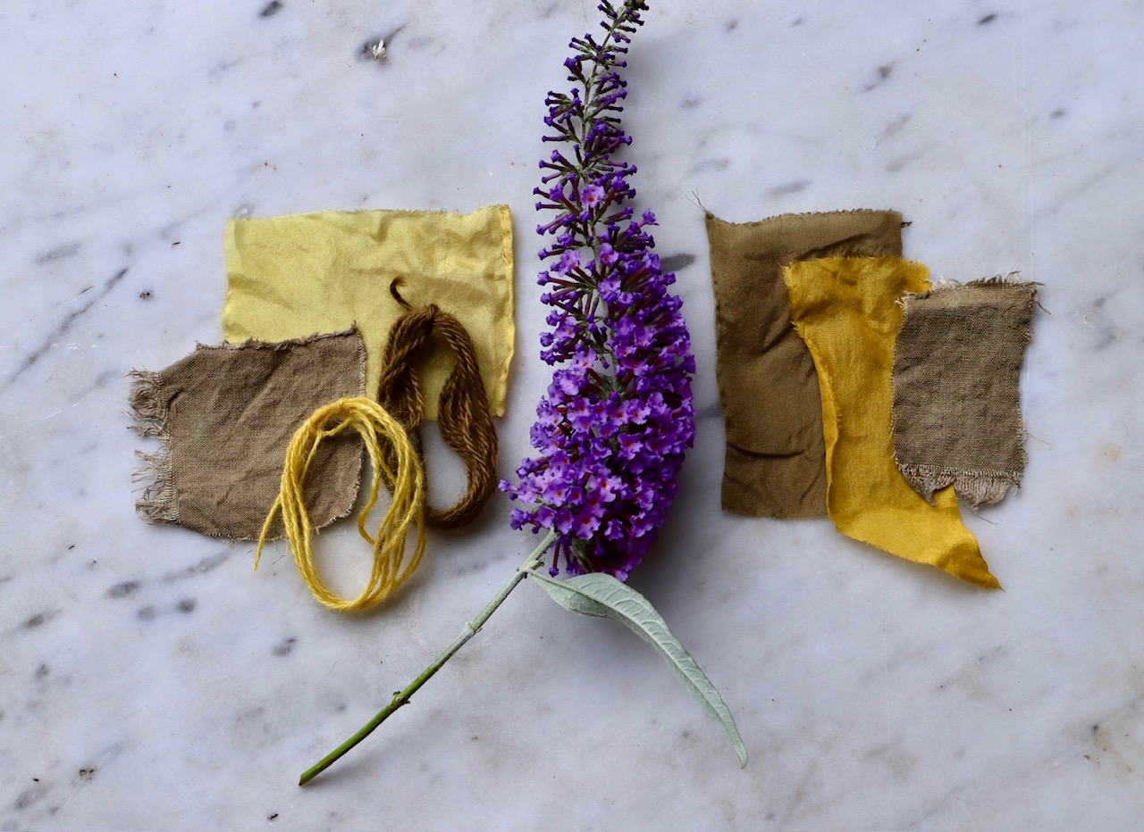 Natural Dyeing with buddleia