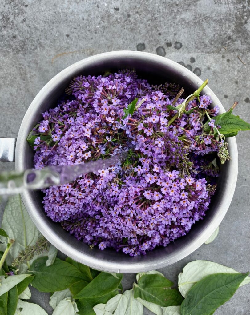 How to use Buddleia for natural dyeing