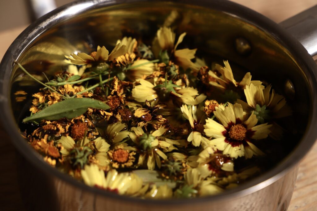 Natural dyeing with coreopsis flowers in the dye pot