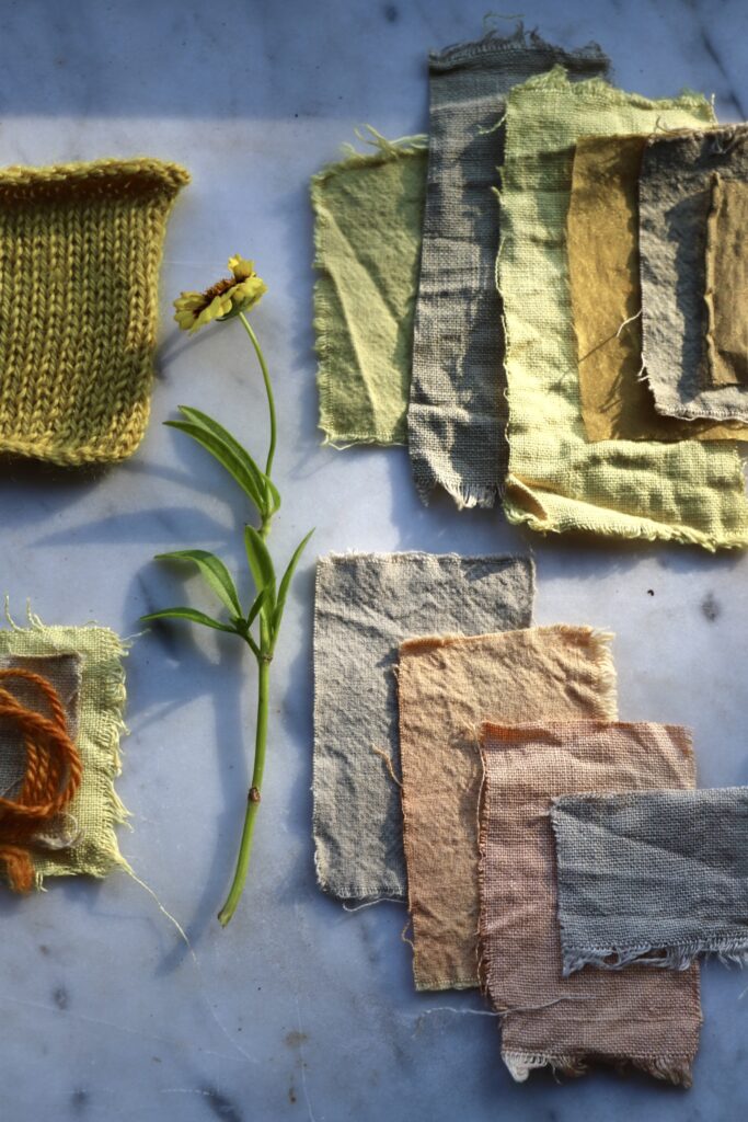 Natural dye swatches in yellow and orange shades from Coreopsis flowers