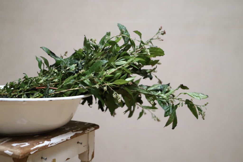 dyeing with fresh-leaf indigo 